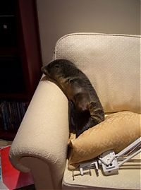 TopRq.com search results: baby seal visited a house