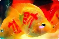 Fauna & Flora: Goldfish with a tattoo, China