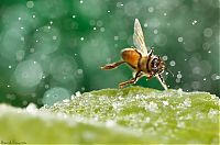 animal macro photography