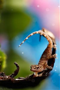 animal macro photography