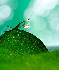 animal macro photography