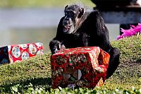 Fauna & Flora: Christmas with the Chimps, Lion Country Safari, Loxahatchee, Palm Beach County, Florida, United States