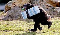 TopRq.com search results: Christmas with the Chimps, Lion Country Safari, Loxahatchee, Palm Beach County, Florida, United States