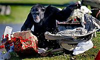 TopRq.com search results: Christmas with the Chimps, Lion Country Safari, Loxahatchee, Palm Beach County, Florida, United States