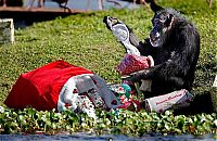 TopRq.com search results: Christmas with the Chimps, Lion Country Safari, Loxahatchee, Palm Beach County, Florida, United States