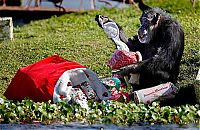 Fauna & Flora: Christmas with the Chimps, Lion Country Safari, Loxahatchee, Palm Beach County, Florida, United States