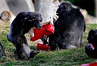 Fauna & Flora: Christmas with the Chimps, Lion Country Safari, Loxahatchee, Palm Beach County, Florida, United States