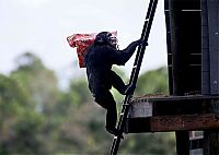 Fauna & Flora: Christmas with the Chimps, Lion Country Safari, Loxahatchee, Palm Beach County, Florida, United States