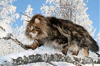 Fauna & Flora: Amur Ezra, Siberian cat in the winter