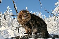 Fauna & Flora: Amur Ezra, Siberian cat in the winter