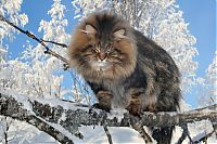 Fauna & Flora: Amur Ezra, Siberian cat in the winter