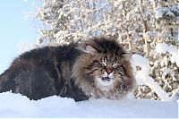 Fauna & Flora: Amur Ezra, Siberian cat in the winter