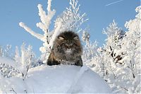 Fauna & Flora: Amur Ezra, Siberian cat in the winter