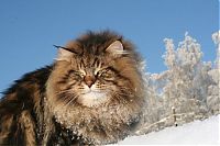 Fauna & Flora: Amur Ezra, Siberian cat in the winter