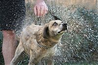 Fauna & Flora: dog shaking with his head