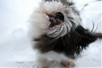 Fauna & Flora: dog shaking with his head