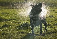 Fauna & Flora: dog shaking with his head