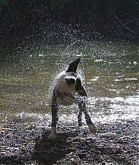 Fauna & Flora: dog shaking with his head