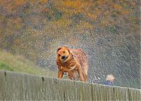 Fauna & Flora: dog shaking with his head