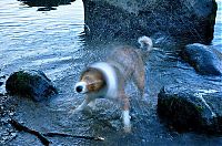 Fauna & Flora: dog shaking with his head