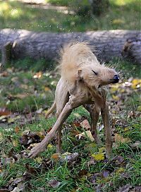 Fauna & Flora: dog shaking with his head