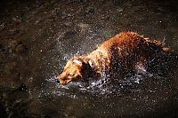 Fauna & Flora: dog shaking with his head