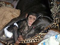 Fauna & Flora: chimpanzee baby adopted by a mastiff dog