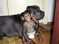 Fauna & Flora: chimpanzee baby adopted by a mastiff dog