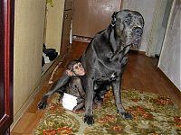 Fauna & Flora: chimpanzee baby adopted by a mastiff dog