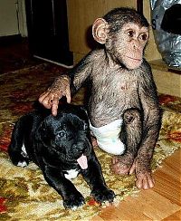 TopRq.com search results: chimpanzee baby adopted by a mastiff dog