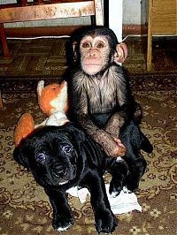 TopRq.com search results: chimpanzee baby adopted by a mastiff dog