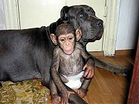 Fauna & Flora: chimpanzee baby adopted by a mastiff dog