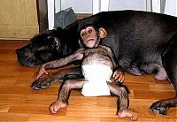 Fauna & Flora: chimpanzee baby adopted by a mastiff dog