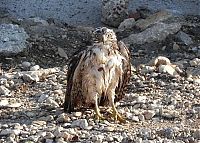 Fauna & Flora: falcon against a snake