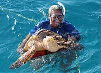 Fauna & Flora: puffer fish against a sea turtle