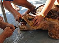 Fauna & Flora: puffer fish against a sea turtle