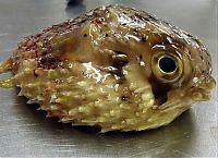 TopRq.com search results: puffer fish against a sea turtle