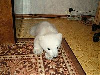 Fauna & Flora: polar bear cub adopted by people