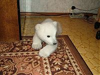 TopRq.com search results: polar bear cub adopted by people