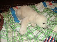 TopRq.com search results: polar bear cub adopted by people