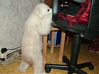 TopRq.com search results: polar bear cub adopted by people