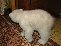 TopRq.com search results: polar bear cub adopted by people