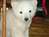 TopRq.com search results: polar bear cub adopted by people