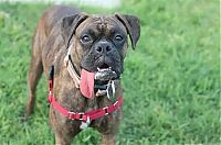 Fauna & Flora: boxer dog with a long tongue