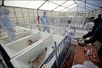 Fauna & Flora: Baby seals rescued by people, Denmark