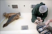 TopRq.com search results: Baby seals rescued by people, Denmark