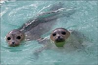 Fauna & Flora: Baby seals rescued by people, Denmark