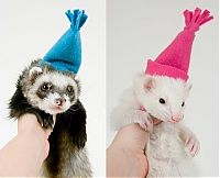 Fauna & Flora: animals wearing a hat