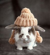 Fauna & Flora: animals wearing a hat