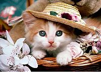 TopRq.com search results: animals wearing a hat